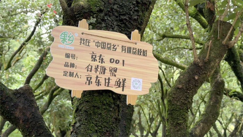 京东源头包销广东荔枝:24小时上高原,36小时到欧洲,助销目标同比翻倍(4) 京东源头包销广东荔枝:24小时上高原,36小时到欧洲,助销目标同比翻倍(4)